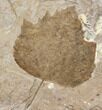 Two Fossil Sycamore Leaves (Platanus) - Nebraska - #130447-2